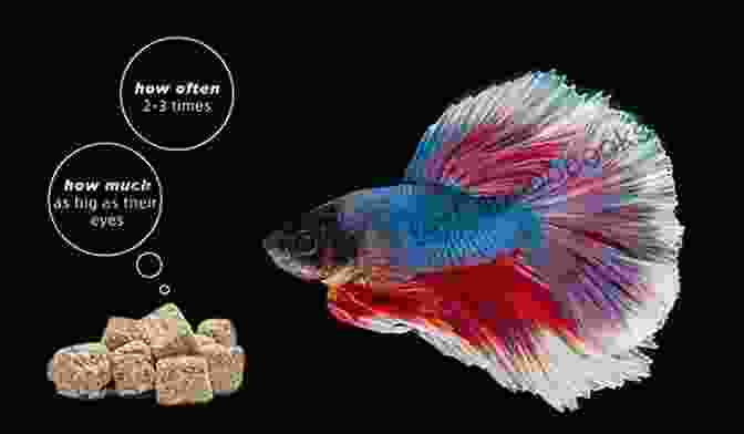 A Betta Fish Eating A Live Brine Shrimp THE PERFECT CARE GUIDE TO OSCAR FISH: THE PERFECT CARE GUIDE TO OSCAR FISH: Informative Guide On Breeding Tank Setup Feeding Behavior And Health Conditions