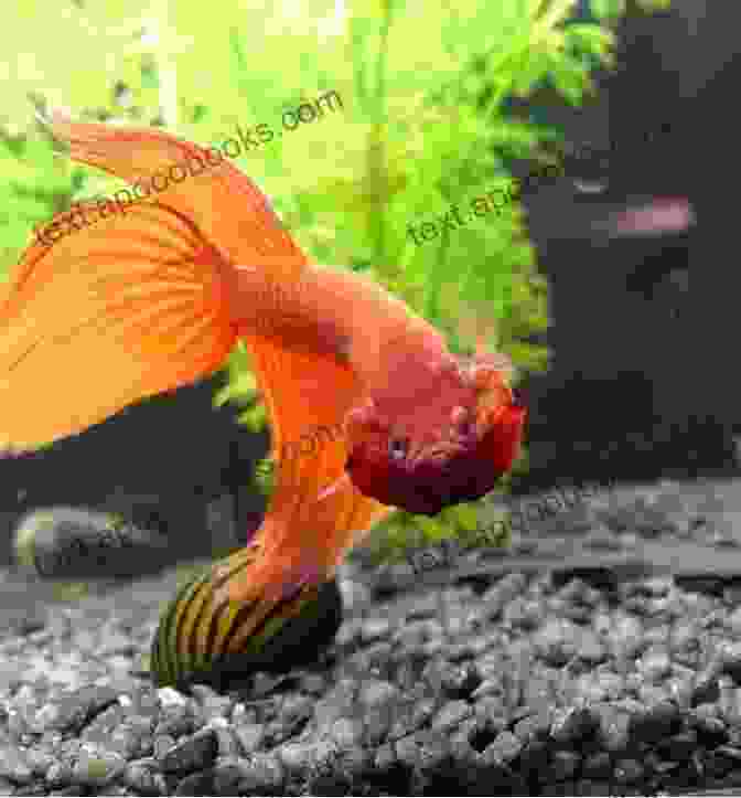 A Betta Fish Flaring Its Gills And Fins THE PERFECT CARE GUIDE TO OSCAR FISH: THE PERFECT CARE GUIDE TO OSCAR FISH: Informative Guide On Breeding Tank Setup Feeding Behavior And Health Conditions