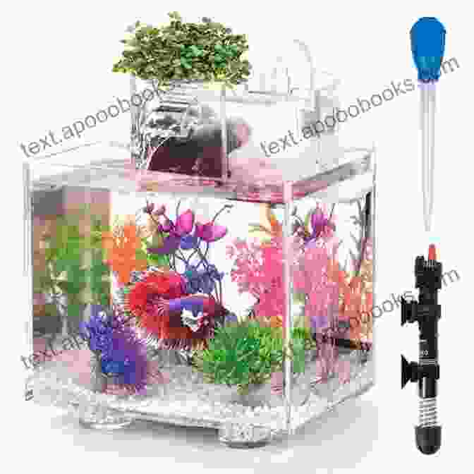 A Betta Fish Tank With A Filter, Heater, And Live Plants THE PERFECT CARE GUIDE TO OSCAR FISH: THE PERFECT CARE GUIDE TO OSCAR FISH: Informative Guide On Breeding Tank Setup Feeding Behavior And Health Conditions