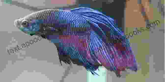 A Betta Fish With Fin Rot THE PERFECT CARE GUIDE TO OSCAR FISH: THE PERFECT CARE GUIDE TO OSCAR FISH: Informative Guide On Breeding Tank Setup Feeding Behavior And Health Conditions