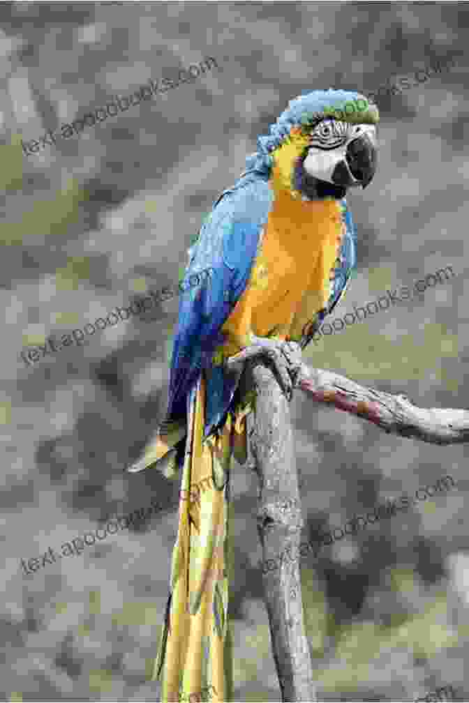 A Blue And Gold Macaw Sitting On A Perch The Ultimate Guide To Training Blue And Gold Macaws: The Step By Step Guide To Breeding Caring And Raising Blue And Gold Macaws Plus Blue And Gold Macaw Food Care And Health Instructions