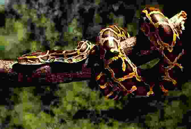 A Burmese Python Coiled Up On A Branch The Ultimate Guide To Training Burmese Pythons: The Step By Step Guide To Breeding Caring And Raising Burmese Pythons Plus Burmese Python Food Care And Health Instructions