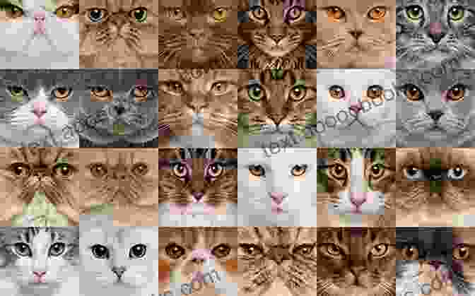 A Collage Of Images Showcasing A Variety Of Cat Breeds, Capturing Their Unique Appearances And Personalities. Passion For Cats