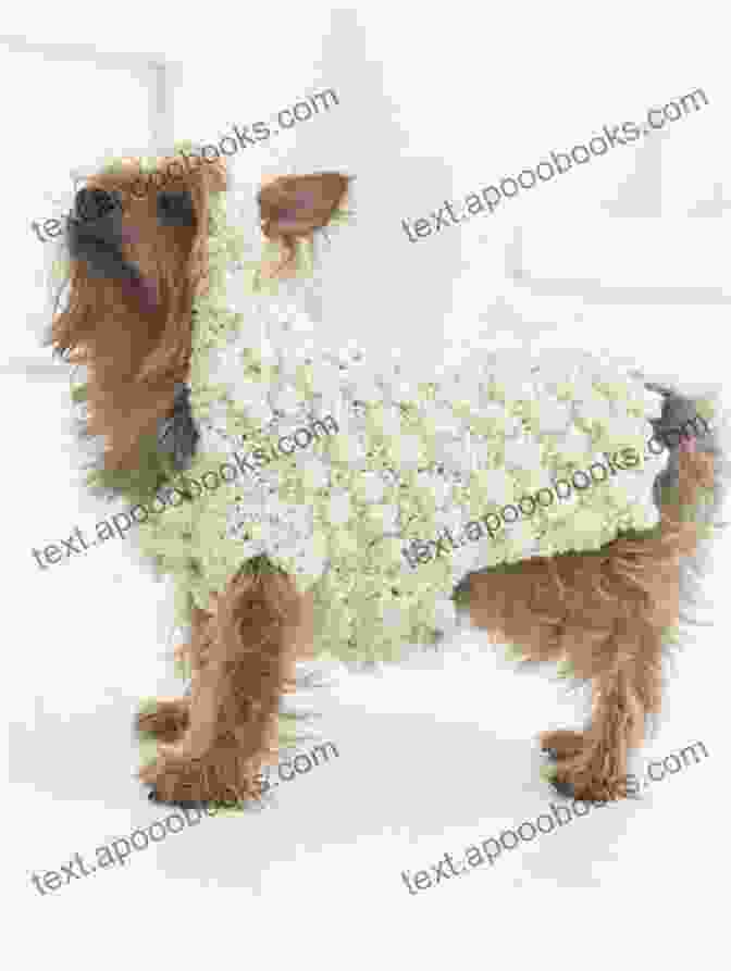 A Cute Dog Wearing A Crocheted Sweater Steps To Crochet Dogs Sweaters: Meaningful Gifts For Your Dogs: Dogs Sweater Crochet Tutorial