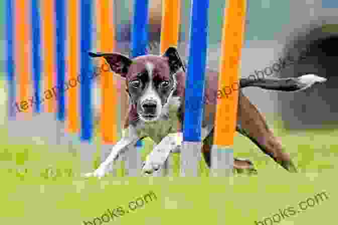 A Dog Running Through An Agility Course Flatwork: Foundation For Agility