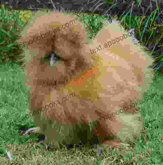 A Fluffy Silkie Chicken The Ultimate Guide To Training Silkie Chickens: The Step By Step Guide To Breeding Caring And Raising Silkie Chickens Plus Silkie Chicken Food Care And Health Instructions