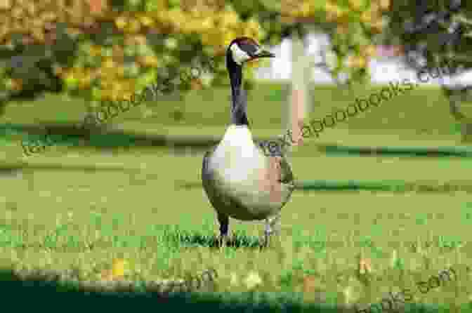 A Goose Standing In A Field Geese As Pets Geese Keeping Care Housing Pros And Cons Health And Diet Goose Owners Manual