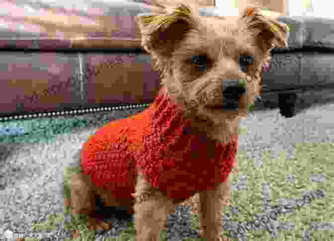 A Group Of Dogs Wearing Different Crocheted Sweaters Steps To Crochet Dogs Sweaters: Meaningful Gifts For Your Dogs: Dogs Sweater Crochet Tutorial