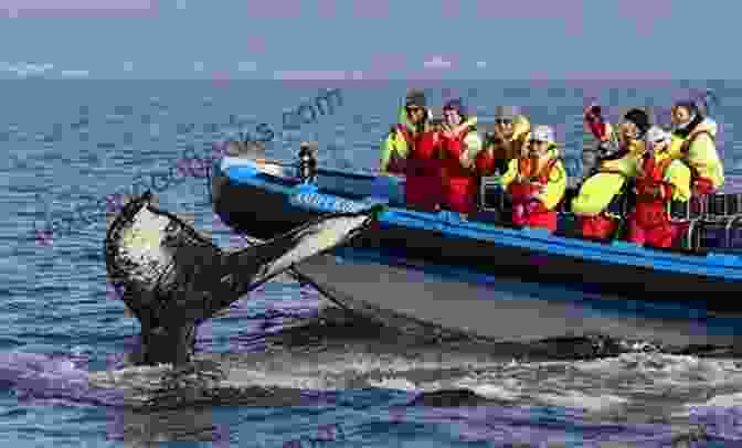 A Group Of Whale Watchers On A Boat, Marveling At A Majestic Fin Whale Swimming Alongside FIN WHALE: Step By Step Guide On How To Understand Everything About Fin Whale