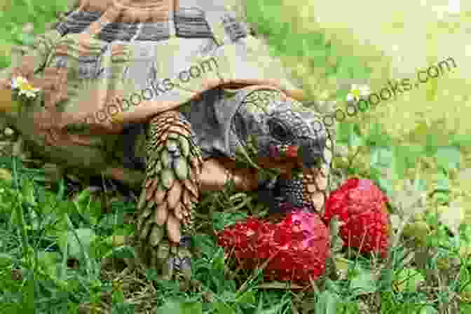 A Hermann Tortoise Enjoying A Meal Of Leafy Greens Hermann S Tortoise Owners Manual : The Essential Guide For Beginners On The Care Training Grooming Breeding Health And More For Your Amazing Pet