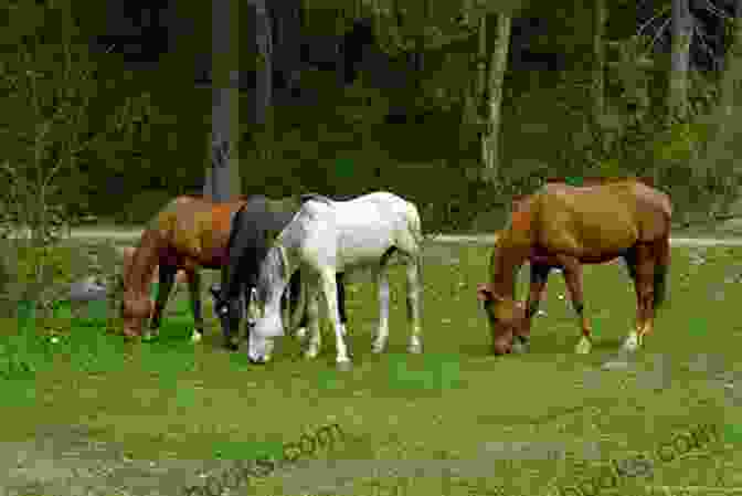 A Horse Grazing In A Pasture Brick And Blanket Test In Brick City (Ocala) Florida