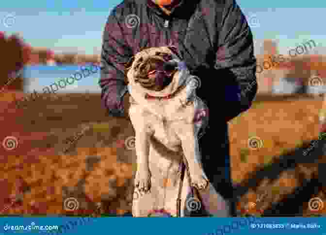 A Man Playing With A Pug In The Park Pug Actually: A Novel Matt Dunn