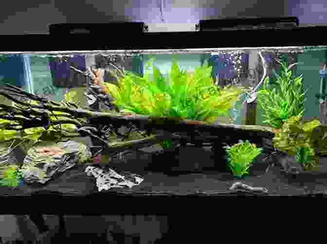 A Photo Of An Oscar Fish Tank Setup How To Set Up An Oscar Tank