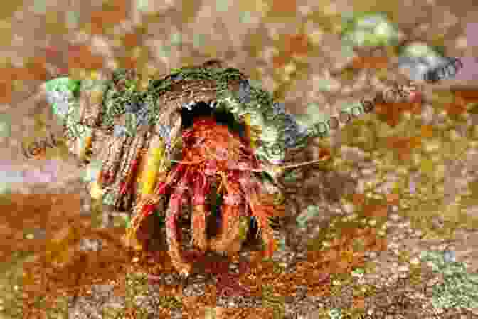 A Photograph Of A Hermit Crab Emerging From Its Seashell Home, Highlighting The Ecological Significance Of Seashells As Habitats For Marine Organisms. Seashell Beauty And The Concept Of Nature At Play