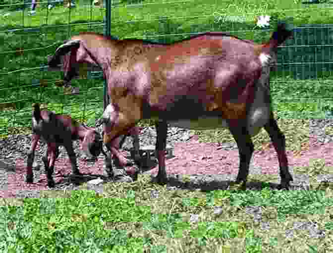 A Pygmy Goat Doe With Her Kids, Emphasizing The Importance Of Responsible Breeding Practices. PYGMY GOAT: The Interesting Facts And Information About Raising Pygmy Goat