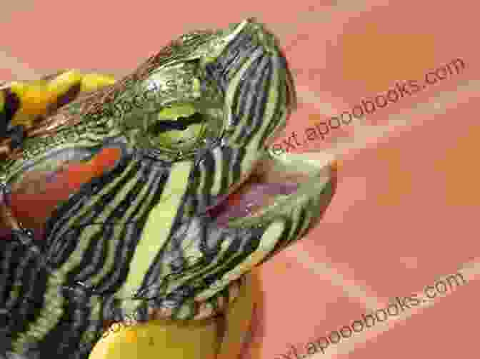 A Red Eared Slider Feasting On A Leaf Of Aquatic Lettuce Red Eared Slider Owners Manual : The Essential Guide For Beginners On The Care Training Grooming Breeding Health And More For Your Amazing Pet