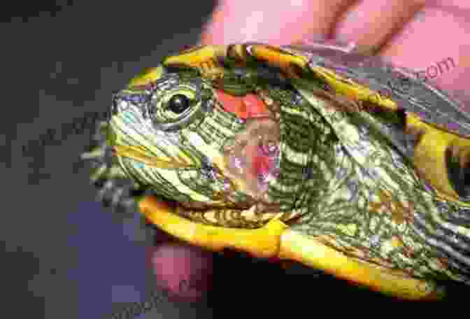 A Red Eared Slider With A Respiratory Infection, Which Is A Common Problem Among Captive Turtles Red Eared Slider Owners Manual : The Essential Guide For Beginners On The Care Training Grooming Breeding Health And More For Your Amazing Pet