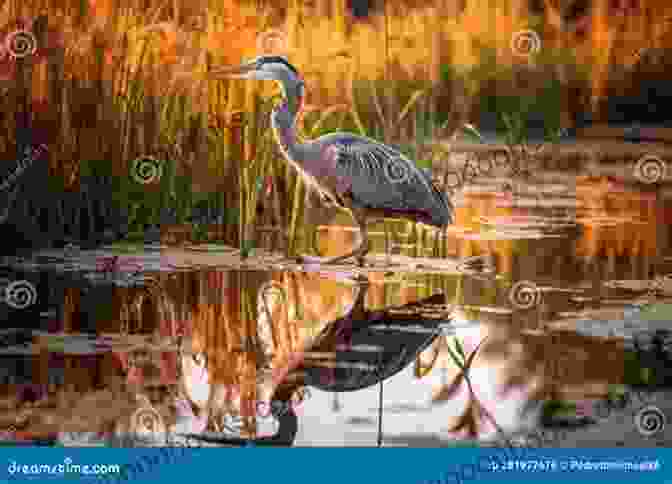 A Serene Wetland Teeming With Life And Bird Activity. The North Carolina Birding Trail: Mountain Trail Guide