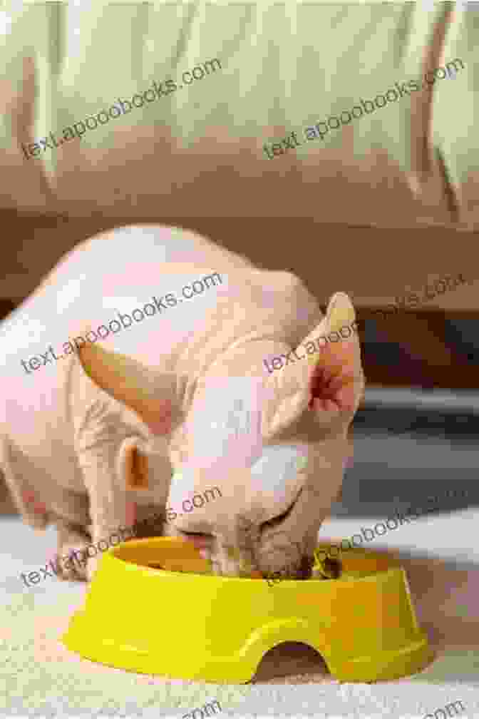 A Sphynx Cat Eating From A Bowl, Emphasizing The Importance Of Proper Nutrition Sphynx Cat Owner : The Pet Guide On Sphynx Cat Care Training Breeding Grooming Housing Feeding Health And Lot More