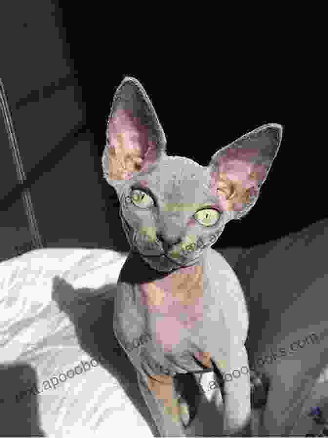 A Sphynx Cat Kitten, Capturing The Charm And Uniqueness Of Newborn Sphynxes Sphynx Cat Owner : The Pet Guide On Sphynx Cat Care Training Breeding Grooming Housing Feeding Health And Lot More