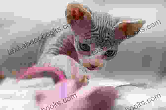 A Sphynx Cat Playing With A Toy, Highlighting The Importance Of Enrichment And Play Sphynx Cat Owner : The Pet Guide On Sphynx Cat Care Training Breeding Grooming Housing Feeding Health And Lot More