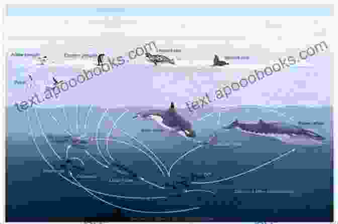 A Stunning Illustration Depicting The Interconnectedness Of Fin Whales Within The Marine Ecosystem FIN WHALE: Step By Step Guide On How To Understand Everything About Fin Whale