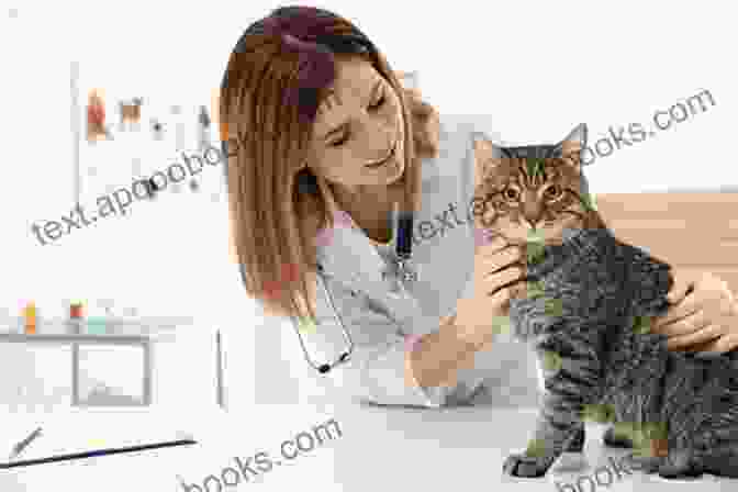 A Veterinarian Examining A Cat, Emphasizing The Importance Of Responsible Cat Ownership And Ensuring Feline Well Being. Passion For Cats