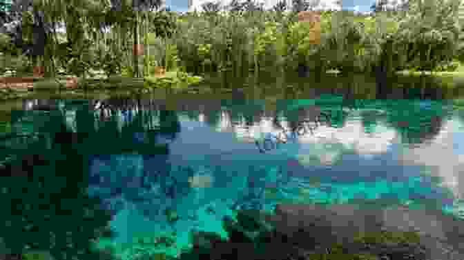 A View Of Silver Springs State Park Brick And Blanket Test In Brick City (Ocala) Florida