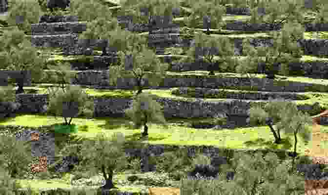 A View Of Terraced Olive Groves On A Hillside, Showcasing The Impact Of Human Agriculture On The Greek Landscape GREECE Landscape And Culture In Change