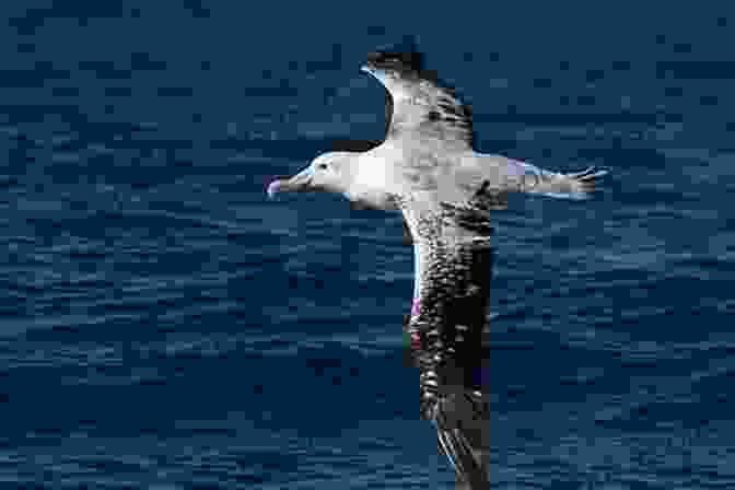 An Albatross In Flight, With Its Wings Outstretched. Albatrosses (Australian Natural History Series)