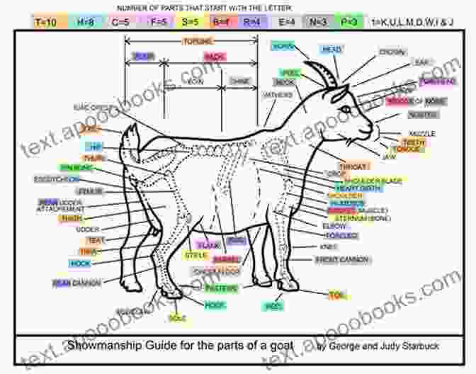 An Anatomical Diagram Of A Pygmy Goat, Illustrating Its Defining Features. PYGMY GOAT: The Interesting Facts And Information About Raising Pygmy Goat