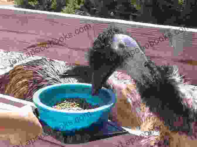 An Emu Eating Feed From A Feeder EMU AS PET : The Comprehensive Pet Owner S Manual On Emu Care Feeding Diet Housing Health Care And More