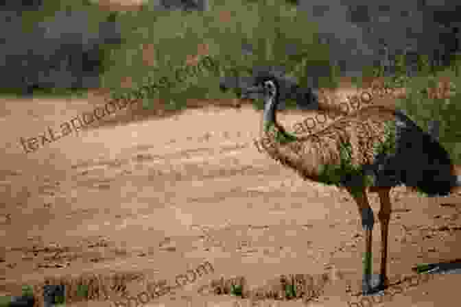 An Emu In Its Natural Habitat, A Vast Grassland EMU AS PET : The Comprehensive Pet Owner S Manual On Emu Care Feeding Diet Housing Health Care And More