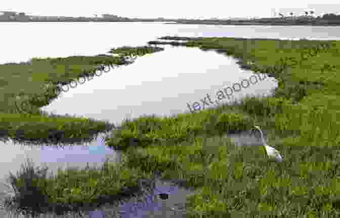 Bolsa Chica Ecological Reserve, A Coastal Wetland Haven For Shorebirds Birding Maine: Over 90 Prime Birding Sites At 40 Locations (Birding Series)