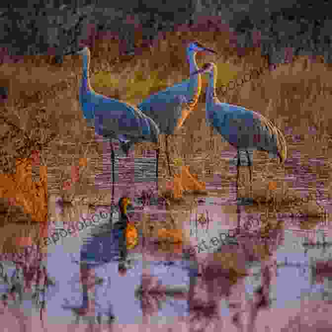 Bosque Del Apache National Wildlife Refuge, A Wintering Ground For Sandhill Cranes Birding Maine: Over 90 Prime Birding Sites At 40 Locations (Birding Series)