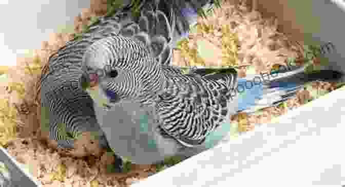 Budgie Nest With Baby Chicks Living With A Budgerigar: Owning Understanding And Interacting With A Budgerigar