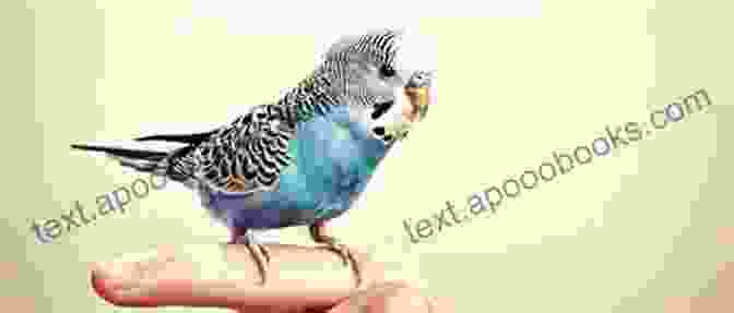 Budgie Performing A Trick On Owner's Finger Living With A Budgerigar: Owning Understanding And Interacting With A Budgerigar