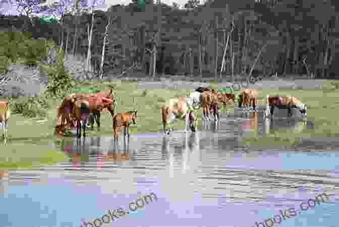 Chincoteague National Wildlife Refuge, Home To The Famous Wild Ponies And Shorebirds Birding Maine: Over 90 Prime Birding Sites At 40 Locations (Birding Series)