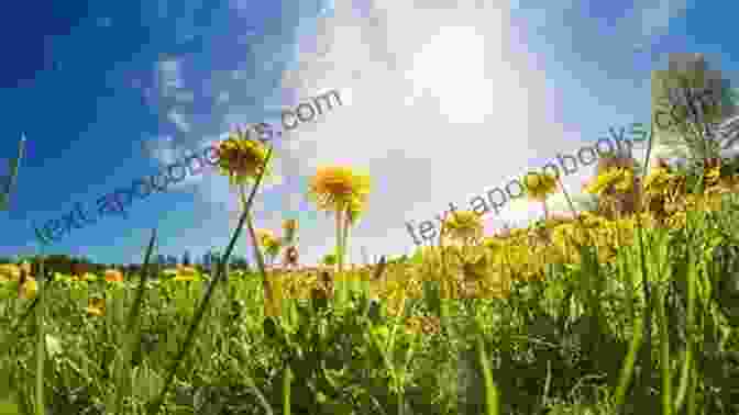 Cover Of Dandelion Summer Blue Sky Hill, Featuring A Field Of Dandelions And A Blue Sky Dandelion Summer (Blue Sky Hill 4)