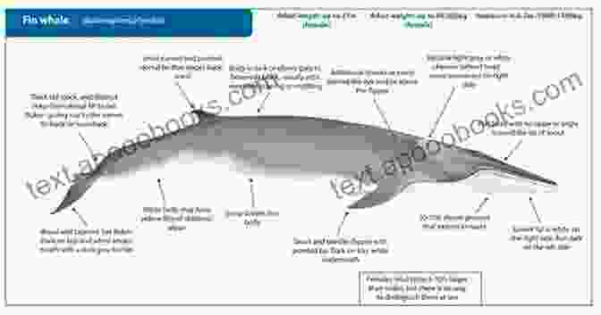 Detailed Anatomy Of A Fin Whale, Showcasing Its Key Features FIN WHALE: Step By Step Guide On How To Understand Everything About Fin Whale