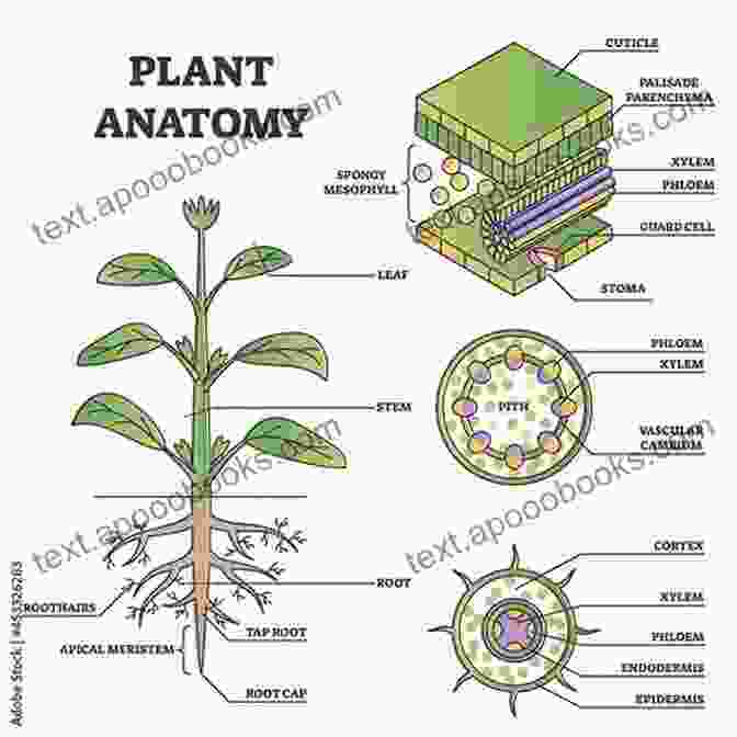 Diagram Of Plant Anatomy AQUATIC TURTLE: The Beginners Care Guide And Manual On Everything You Need To Know About Aquatic Turtle