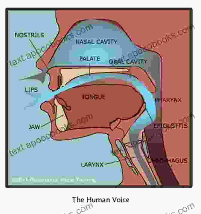 Diagram Of Vocal Resonance How To Sing Opera For Beginners: Provide Everything You Need To Know To Become A Seasoned Singer: Teach Me How To Sing Soprano