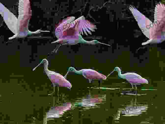 Everglades National Park, A Sanctuary For Wading Birds And Other Wetland Species Birding Maine: Over 90 Prime Birding Sites At 40 Locations (Birding Series)