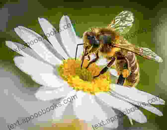 Honeybees Collecting Nectar From Flowers BEES HONEY And SPICE Nathanael O Reilly