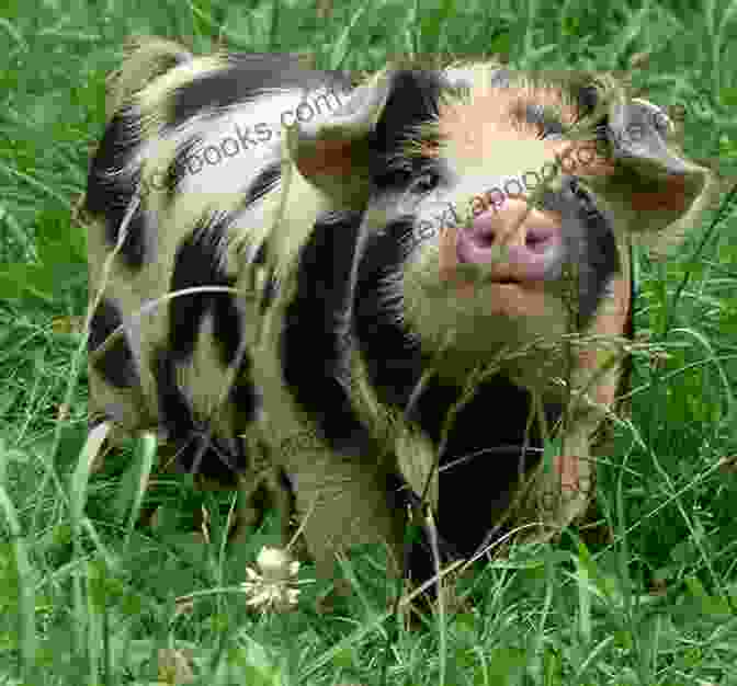 Kunekune Pigs Being Trained KUNEKUNE PIGS FOR BEGINNERS : A STEP BY STEP PRACTICAL GUIDE ON TRAINING KUNEKUNE PIGS