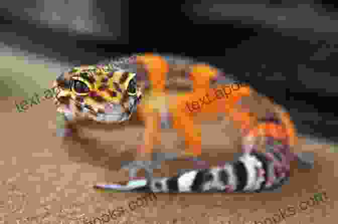 Leopard Gecko On A Rock, Vibrant Orange And Yellow Color, Attentive Eyes, And Inquisitive Demeanor LEOPARD GECKO MANNUAL FOR BEGINNERS: The Comprehensive Guide To Feed Groom Breed House Care And Raise Leopard Geckos As Healthy Pets