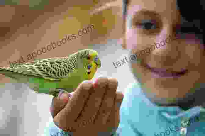 Owner Holding A Budgie In Their Hands Living With A Budgerigar: Owning Understanding And Interacting With A Budgerigar