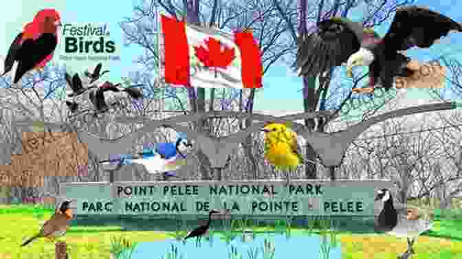 Point Pelee National Park, A Haven For Migrating Birds Birding Maine: Over 90 Prime Birding Sites At 40 Locations (Birding Series)