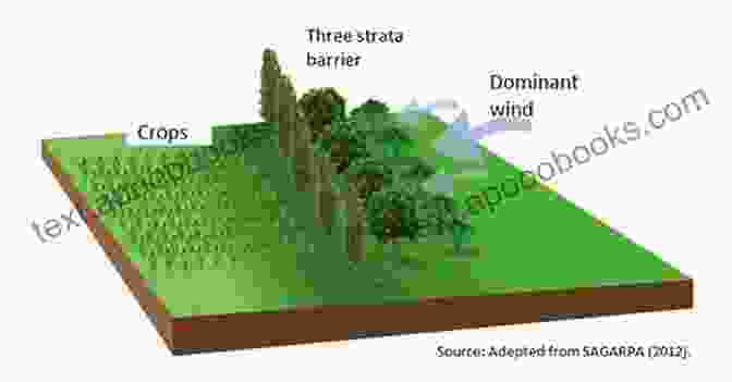 Shelterbelts Planted As Part Of The Transformation Of Nature Plan, Protecting Fields From Wind And Erosion In The Name Of The Great Work: Stalin S Plan For The Transformation Of Nature And Its Impact In Eastern Europe (Environment In History: International Perspectives 10)