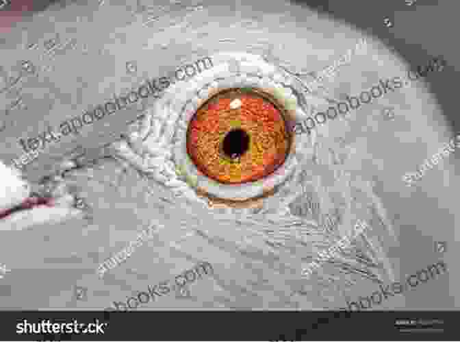 The Eye Treatise Book Cover, Featuring A Close Up Of A Pigeon's Eye. The Eye A Treatise On Eye Signs And A Study Of The Eyes Of Great Families Of Homing Pigeons